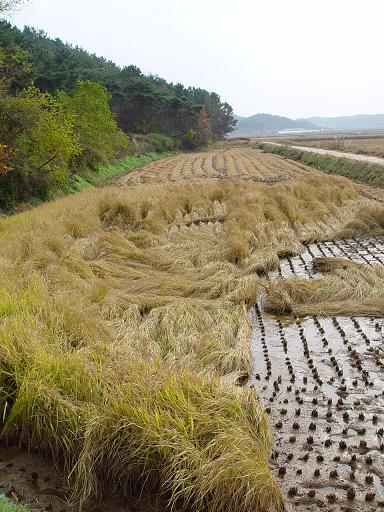 작년 태풍에 벼가 쓰러져 수확을 하다 포기한 논이다. 흙아! 작년처럼 태풍에 벼들이 쓰러지지 않게 네가 꼭 붙들어야 한다. 힘들어도 올해도 꼭 풍년 부탁해. 